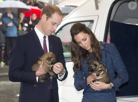 Le prince William et Kate Middleton, duchesse de Cambridge, avec des bébés bergers allemands de 12 jours à l'école royale de la police néo-zélandaise, le 16 avril 2014 à Wellington. L'ultime engagement de leur tournée officielle en Nouvelle-Zélande.