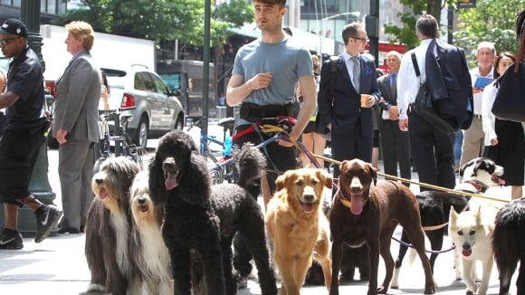 Daniel Radcliffe, pas vraiment incognito avec son nouveau look et ses chiens