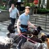 Daniel Radcliffe promènent des chiens sur le tournage de Trainwreck à Bryant Park, New York, le 30 juin 2014
