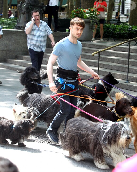 Daniel Radcliffe promènent des chiens sur le tournage de Trainwreck à Bryant Park, New York, le 30 juin 2014