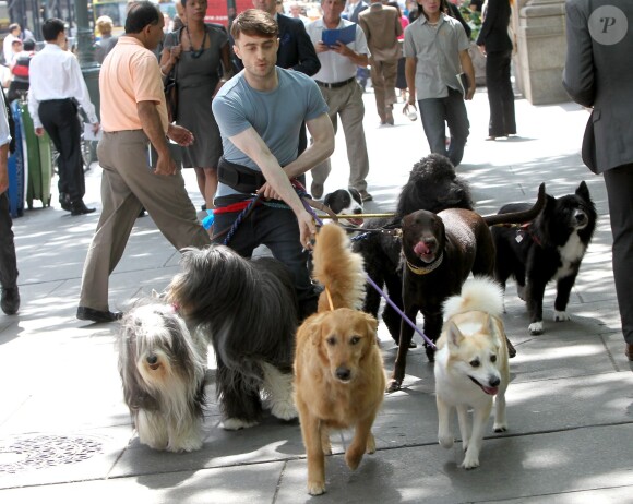 Daniel Radcliffe promènent des chiens sur le tournage de Trainwreck à Bryant Park, New York, le 30 juin 2014