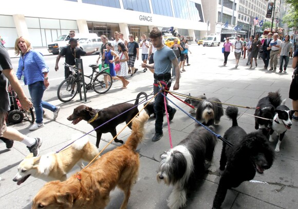 Daniel Radcliffe promènent des chiens sur le tournage de Trainwreck à Bryant Park, New York, le 30 juin 2014