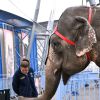 La princesse Stéphanie de Monaco a, comme chaque année, posé avant l'ouverture du 39e Festival International du Cirque de Monte-Carlo, entourée d'artistes et de son animal préféré, l'éléphant, à Monaco le 13 janvier 2015.