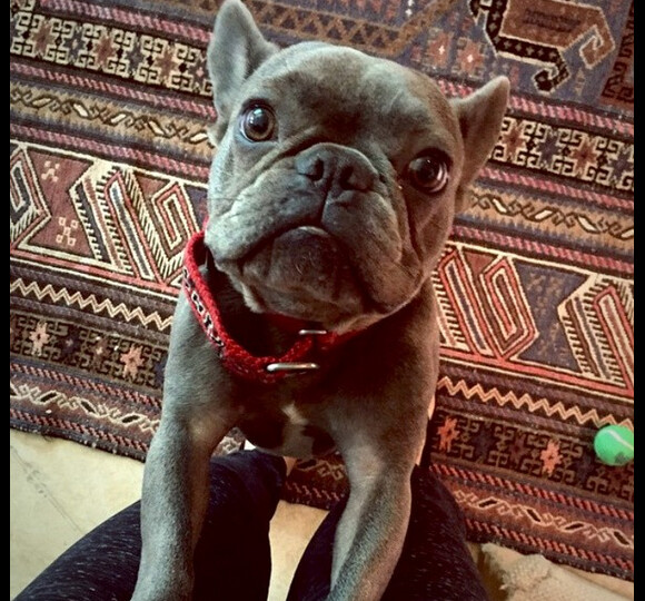 Eva Longoria a adopté un petit Popeye ! Instagram, juin 2015
