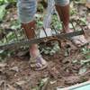 Exclusif - Préparation du lieu de tournage du prochain film de Angelina Jolie "First They Killed My Father" Siem Reap au Cambodge, le 6 novembre 2015. Des ouvriers préparent le terrain en enlevant les serpents et les scorpions, coupent les herbes, construisent des maisons.