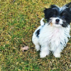 Gisele Bündchen et son mari Tom Brady ont adopté un nouveau petit chien prénommé Fluffy. Photo publiée sur Instagram, le 25 février 2016.