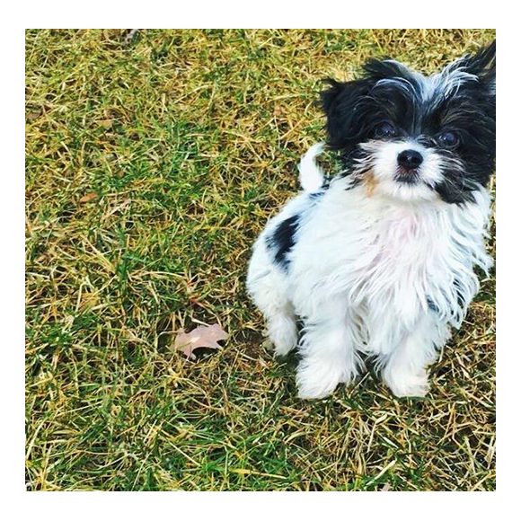 Gisele Bündchen et son mari Tom Brady ont adopté un nouveau petit chien prénommé Fluffy. Photo publiée sur Instagram, le 25 février 2016.