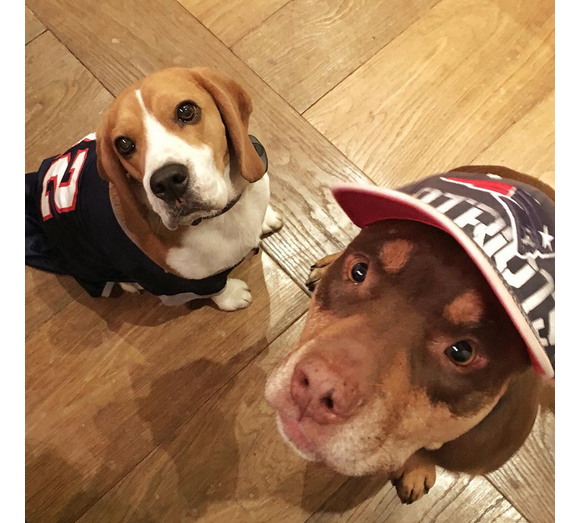 Gisele Bündchen a publié une photo de ses deux chiens Scooby et Lua sur sa page Instagram au mois de novembre 2015.