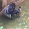 Harambe et le petit garçon tombé dans son enclos. Capture d'écran vidéo internaute, mai 2016