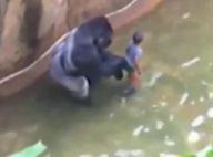 Mort du gorille Harambe, abattu : Les stars, en colère, réagissent...