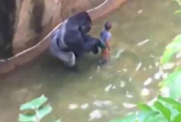 Harambe et le petit garçon tombé dans son enclos. Capture d'écran vidéo internaute, mai 2016