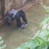Capture du moment où le jeune garçon était dans l'enclos avec le gorille abattu. Mai 2016