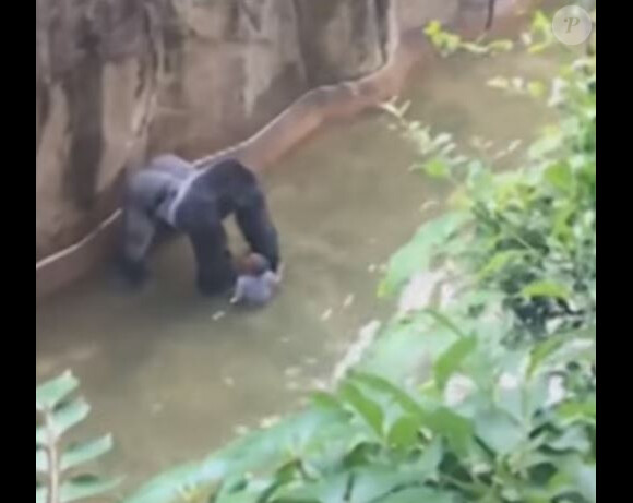 Capture du moment où le jeune garçon était dans l'enclos avec le gorille abattu. Mai 2016