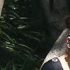 Mila Kunis se promène avec sa fille Wyatt dans un zoo à Los Angeles, le 19 mai 2016