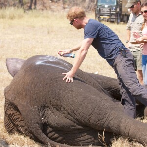 Le prince Harry a participé pendant quatre semaines au Malawi à l'opération 500 éléphants, au cours de l'été 2016, consistant à déplacer les pachydermes à plus de 350 kilomètres entre le Liwonde National Park et la réserve de Majete Wildlife pour équilibrer population et habitat naturel.