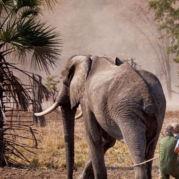 Le prince Harry a participé pendant quatre semaines au Malawi à l'opération 500 éléphants, au cours de l'été 2016, consistant à déplacer les pachydermes à plus de 350 kilomètres entre le Liwonde National Park et la réserve de Majete Wildlife pour équilibrer population et habitat naturel.