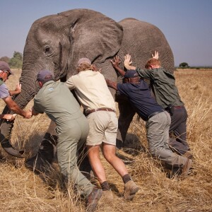 Le prince Harry a participé pendant quatre semaines au Malawi à l'opération 500 éléphants, au cours de l'été 2016, consistant à déplacer les pachydermes à plus de 350 kilomètres entre le Liwonde National Park et la réserve de Majete Wildlife pour équilibrer population et habitat naturel.