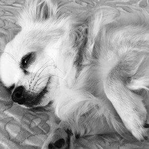 Carla Bruni-Sarkozy annonce la mort de chien Toumy sur Instagram le 27 juin 2017.