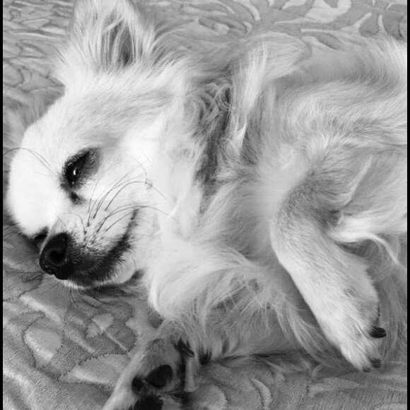 Carla Bruni-Sarkozy annonce la mort de chien Toumy sur Instagram le 27 juin 2017.