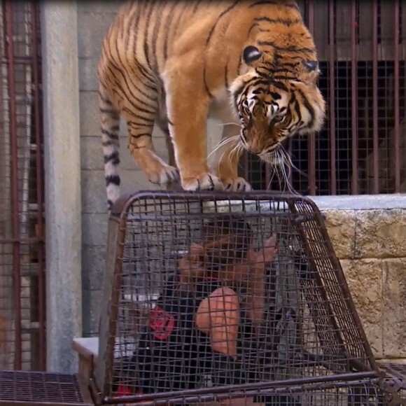 Camille Cerf (Miss France 2015) en panique lors de l'épreuve du Safari dans "Fort Boyard". Episode diffusé le 15 juillet 2017 sur France 2.