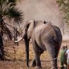 Le prince Harry a participé pendant quatre semaines au Malawi à l'opération 500 éléphants, au cours de l'été 2016, consistant à déplacer les pachydermes à plus de 350 kilomètres entre le Liwonde National Park et la réserve de Majete Wildlife pour équilibrer population et habitat naturel.