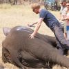 Le prince Harry a participé pendant quatre semaines au Malawi à l'opération 500 éléphants, au cours de l'été 2016, consistant à déplacer les pachydermes à plus de 350 kilomètres entre le Liwonde National Park et la réserve de Majete Wildlife pour équilibrer population et habitat naturel.