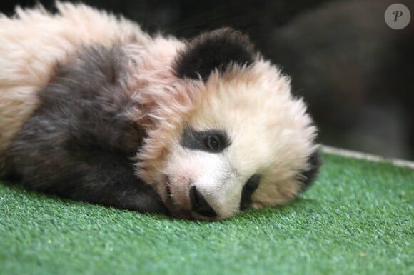 La première dame Brigitte Macron à la cérémonie de baptême du bébé panda "Yuan Meng" au zoo de Beauval à Saint-Aignan sur Cher le 4 décembre 2017. © Dominique Jacovides / Sébastien Valiela / Bestimage