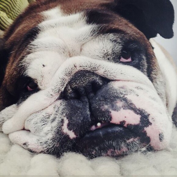 Bernie, le bulldog de Florence Foresti, sur Twitter le 25 août 2016.