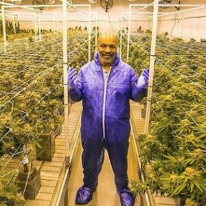 Mike Tyson s'est lancé dans la production de cannabis et a créé la marque Tyson Ranch. Avril 2019.