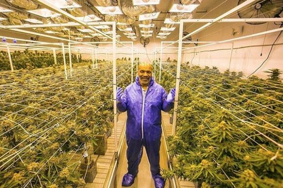 Mike Tyson s'est lancé dans la production de cannabis et a créé la marque Tyson Ranch. Avril 2019.