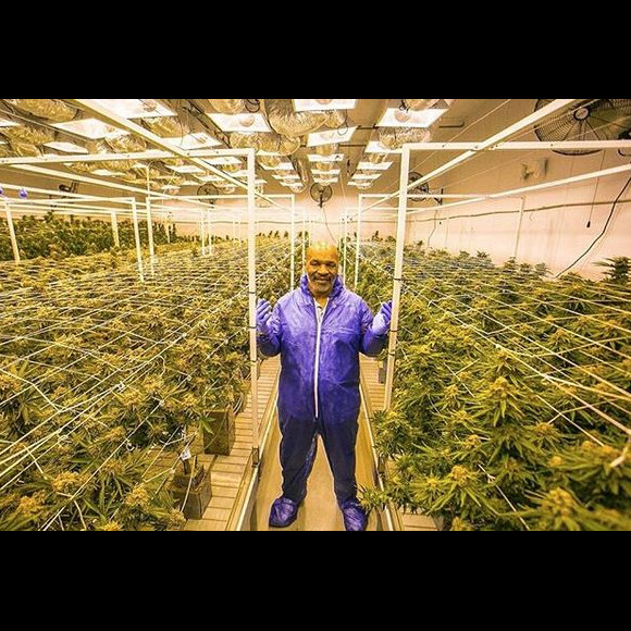 Mike Tyson s'est lancé dans la production de cannabis et a créé la marque Tyson Ranch. Avril 2019.