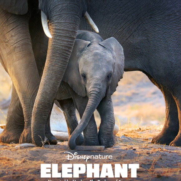 Le premier rôle à l'écran de Meghan Markle depuis son départ de la famille royale britannique a été révélé - réalisant la narration d'un documentaire sur la nature et les éléphants pour le nouveau service de streaming télévisé du studio Disney. Son cachet pour le projet est entièrement reversé à l'association caritative Elephants Without Borders - une organisation dédiée à la conservation de la faune et qui aide à protéger les animaux du braconnage. Meghan, 38 ans, a accepté de faire la voix off après une demande directe des cinéastes, et a enregistré à Londres en automne dernier après avoir vu les images du documentaire. Meghan Markle's first screen role since quitting the British royal Family has been revealed – doing the narration for a nature documentary about elephants for the Disney studio's new TV streaming service.Her fee for the project is going entirely to the Elephants Without Borders charity - an organisation dedicated to conserving wildlife and helps protect the animals from poaching.Meghan ,38, agreed to do the voiceover after a direct request from filmmakers, and it is understood that she recorded it in London lqst autumn autumn after seeing footage of the documentary.She is not heard on the first trailer for Elephant which a male announcer says follows a “family's extraordinary 1,000 mile journey across Africa on an adventure that will change their lives.”He also announces the film is narrated by “Meghan, the Duchess of Sussex.”Her name and title is featured on the trailer and also on a poster issued by Disney to social media.26/03/2020 - 