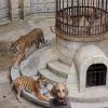 Les tigres de "Fort Boyard"