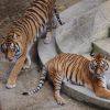 Les tigres de "Fort Boyard"