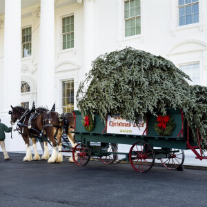 La Première dame Melania Trump reçoit pour la dernière fois le sapin de Noël de la Maison-Blanche à Washington, le 23 novembre 2020.