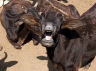 Ces hommes boivent l'urine de leurs vaches pour rester en forme ! Et visiblement ça marche !