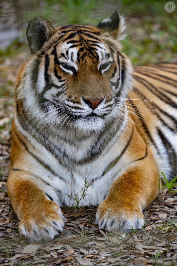 Carole Baskin, fondatrice de Big Cats Rescue, recueille des animaux élevés en captivité qui ne peuvent plus retourner à l'état sauvage le 18 mars 2020 à Tampa, Floride.