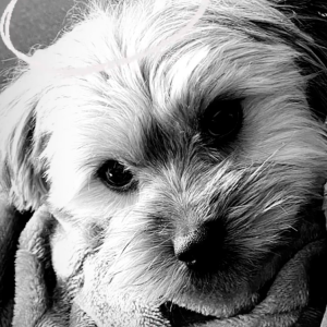 Laurent Kérusoré endeuillé par la mort de son chien Rosy - Instagram