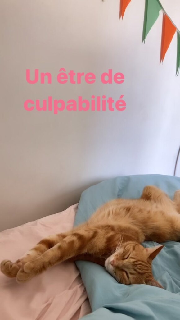 Bobby, le chat de Lolita Séchan, sur Instagram le 20 juillet 2021.