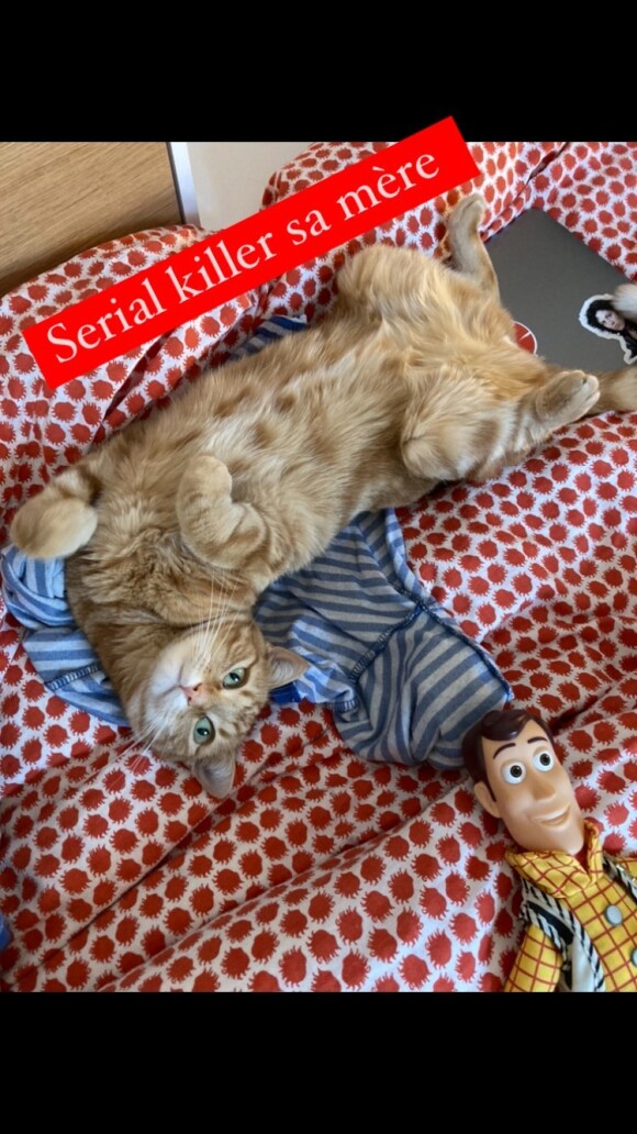 Bobby, le chat de Lolita Séchan, sur Instagram le 20 juillet 2021.