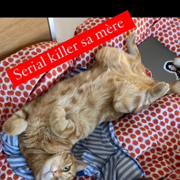 Bobby, le chat de Lolita Séchan, sur Instagram le 20 juillet 2021.