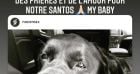 Laeticia Hallyday prie pour son chien Santos. Instagram. Le 17 juillet 2021.