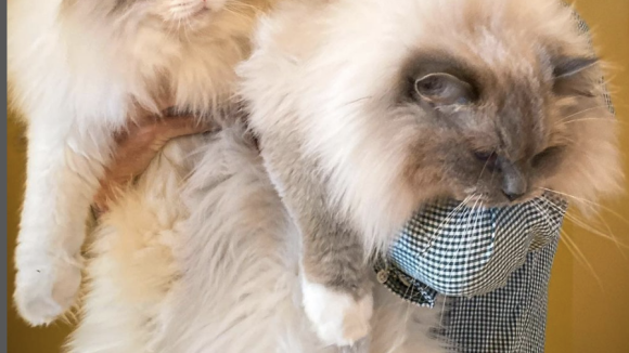 QUIZ - Animaux de stars : à qui appartiennent ces adorables créatures ?