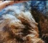 Sur son compte Instagram, elle a effectivement partagé une photographie de son chat adoré.
Amanda Lear rend hommage à son chat Chaussette. Instagram, le 13 juin 2023.