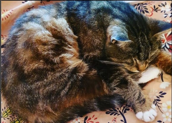 Sur son compte Instagram, elle a effectivement partagé une photographie de son chat adoré.
Amanda Lear rend hommage à son chat Chaussette. Instagram, le 13 juin 2023.