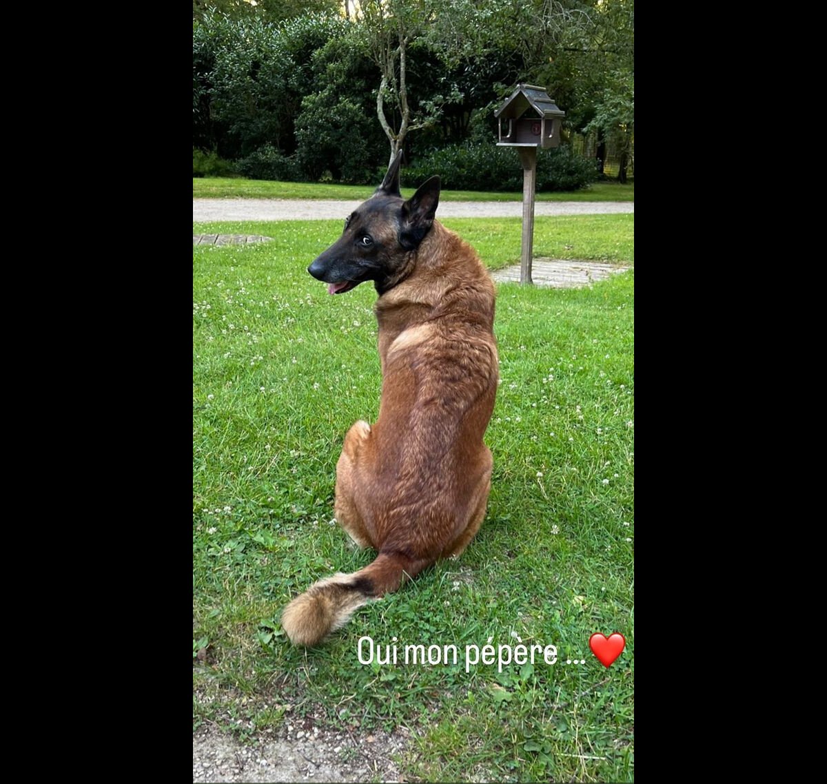 Photo : Loubo, Le Chien D'Alain Delon, Sur Le Compte Instagram D ...