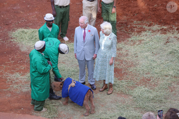 Le roi Charles III d'Angleterre et Camilla Parker Bowles, reine consort d'Angleterre, visitent l'orphelinat des éléphants Sheldrick Wildlife Trust dans le parc national de Nairobi, le 1er novembre 2023. Le couple royal britannique effectue un voyage officiel au Kenya. 