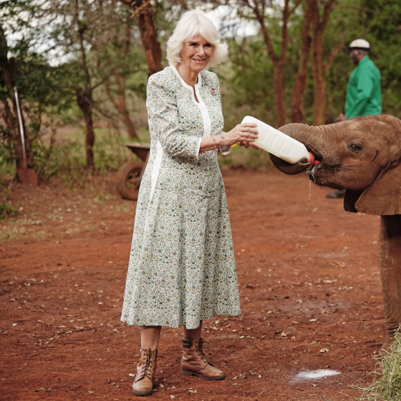 Le roi Charles III d'Angleterre et Camilla Parker Bowles, reine consort d'Angleterre, visitent l'orphelinat des éléphants Sheldrick Wildlife Trust dans le parc national de Nairobi, le 1er novembre 2023. 