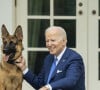 Ils doivent en effet se séparer de leur chien.
Le président Joe Biden passe du temps avec son berger allemand, Commander, dans le jardin de la Maison Blanche, 26 septembre 2022. © Adam Schultz/White House/ZUMA Press/Bestimage
