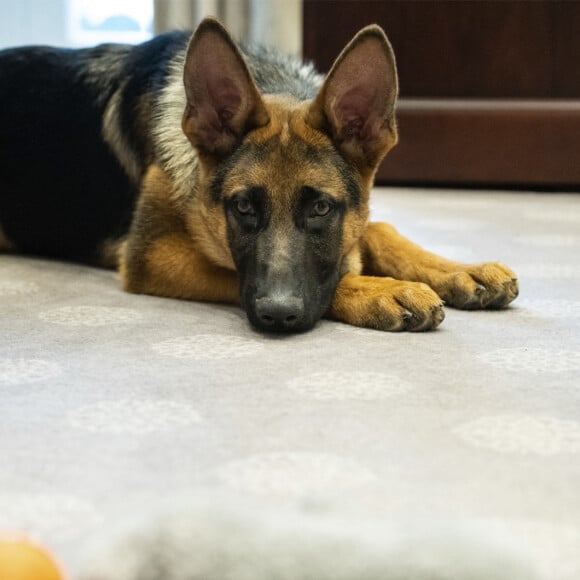 Joe Biden (président des Etats-Unis), et son chien Commander dans le bureau ovale de la Maison Blanche à Washington DC, le 20 janvier 2022. © Adam Schultz/White House/Planet Pix via Zuma Press/Bestimage